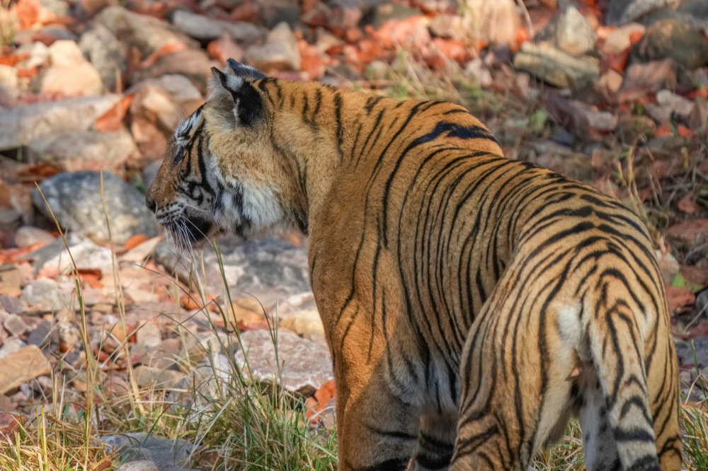Ranthambore National Park Tiger Safari Road Trip