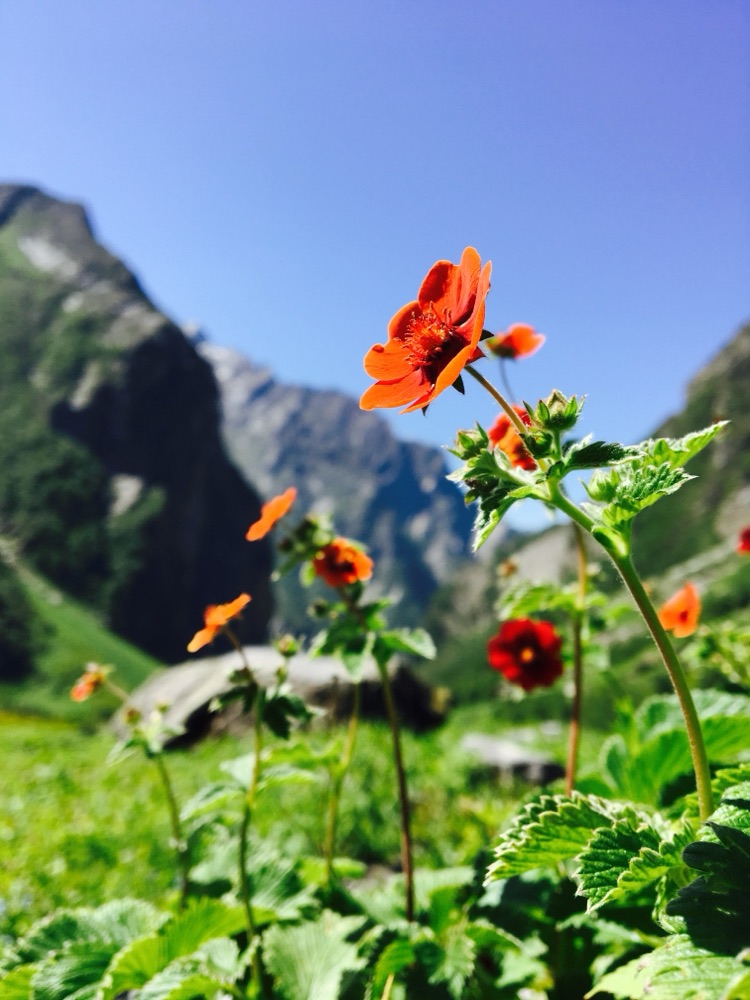 Valley of Flowers Alpine Bloom Trek and Hemkund Sahib Gurudwara